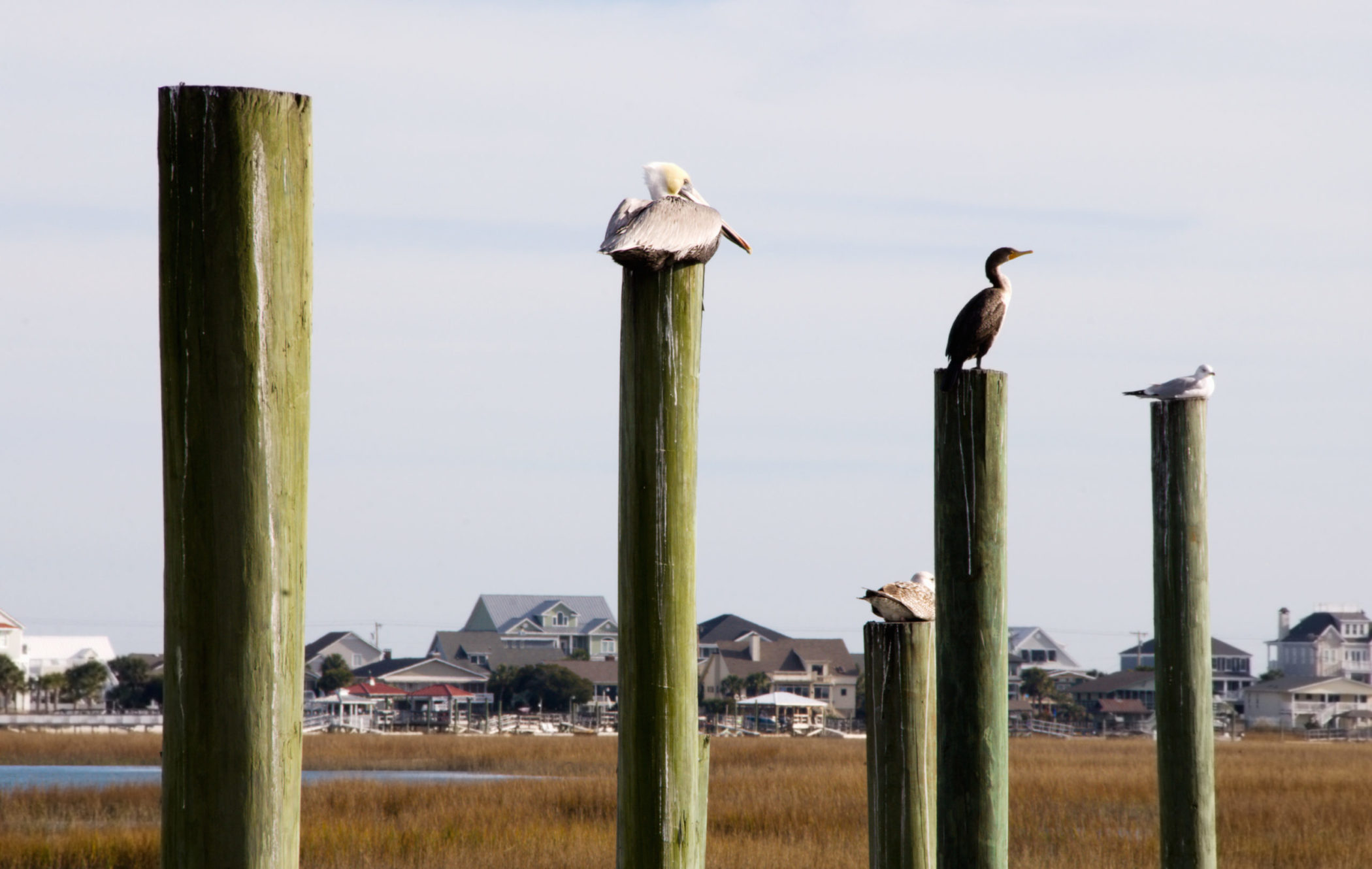 pelican perched in murrells inlet